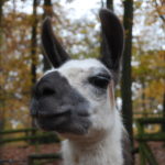 Ein unvergessliches Erlebnis – Wild- und Erlebnispark Daun