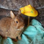 Warum das Leben manchmal unfair ist – Leben mit Kaninchen