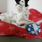 So bastelst du ein tolles Schnüffelspielzeug – DIY