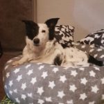 So nähst du deinem Haustier einen Kuscheldonut – DIY