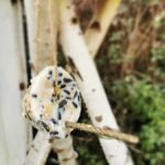 DIY Vogelfutter mit Förmchen für den Winter herstellen