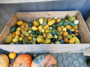 Kürbis basteln DIY 