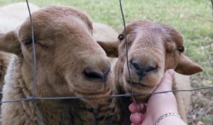 Schafe Mulesing Beitrag 