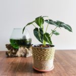 Blumentopf Upcycling für ganz kleines Geld