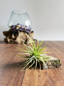 Air Plants pflegen DIY 01
