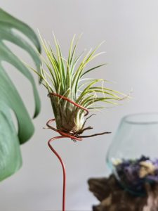 Air Plants pflegen DIY 05