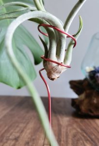 Air Plants pflegen DIY 07