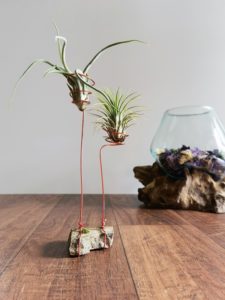 Air Plants pflegen DIY 10