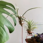 Das Wichtigste über Luftpflanzen Air Plants + DIY