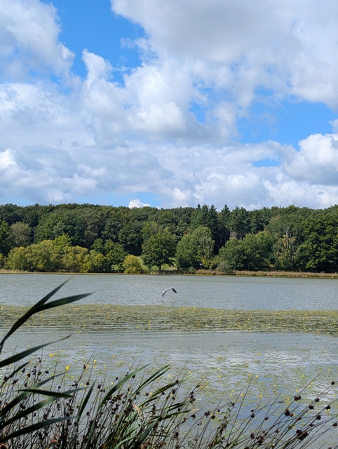 Rodder Maar im Sommer 02