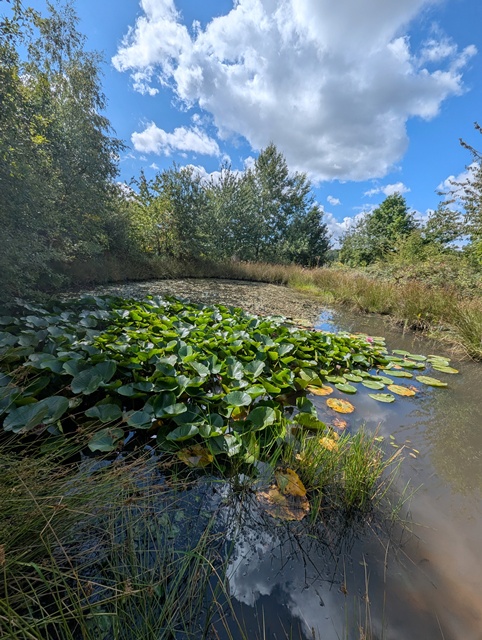 Rodder Maar im Sommer 03