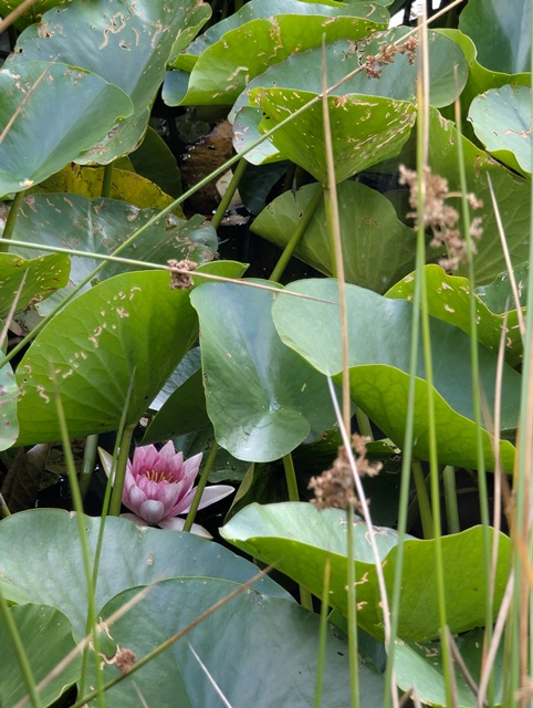 Rodder Maar im Sommer 04