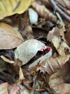 Tintenfischpilz 05