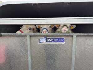 Schafmarkt Mayen Lukasmarkt 01