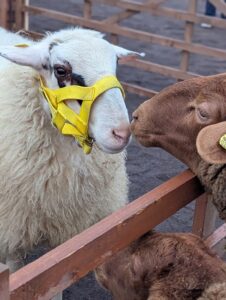 Schafmarkt Mayen Lukasmarkt 11