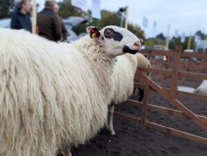 Schafmarkt Mayen Lukasmarkt 13