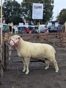 Schafmarkt Mayen Lukasmarkt 15