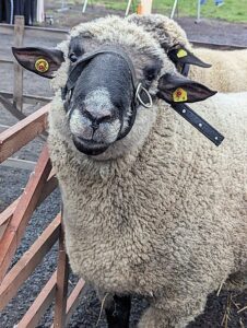 Schafmarkt Mayen Lukasmarkt 17