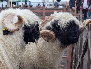 Schafmarkt Mayen Lukasmarkt 19