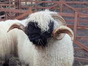 Schafmarkt Mayen Lukasmarkt 23