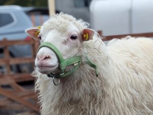 Schafmarkt Mayen Lukasmarkt 26