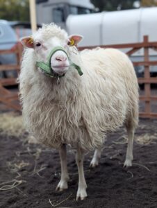 Schafmarkt Mayen Lukasmarkt 27