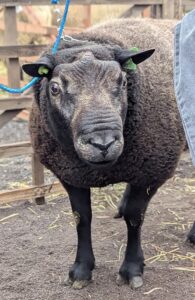 Schafmarkt Mayen Lukasmarkt 30