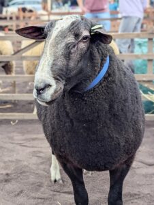 Schafmarkt Mayen Lukasmarkt 32