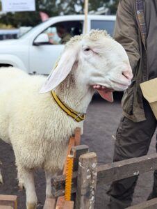 Schafmarkt Mayen Lukasmarkt 34