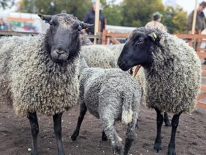Schafmarkt Mayen Lukasmarkt 35