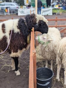 Schafmarkt Mayen Lukasmarkt 37