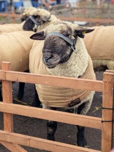 Schafmarkt Mayen Lukasmarkt 41