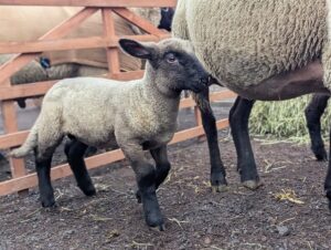 Schafmarkt Mayen Lukasmarkt 47