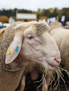 Schafmarkt Mayen Lukasmarkt 48