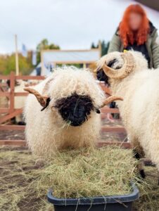 Schafmarkt Mayen Lukasmarkt 50