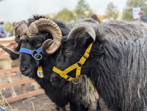 Schafmarkt Mayen Lukasmarkt 52