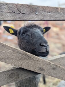 Schafmarkt Mayen Lukasmarkt 54