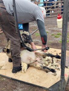 Schafmarkt Mayen Lukasmarkt 57