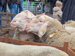 Schafmarkt Mayen Lukasmarkt 60