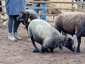Schafmarkt Mayen Lukasmarkt Texel 01