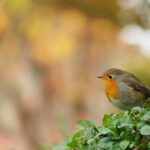 Das Rotkehlchen im Volksglauben – Besuch aus dem Jenseits