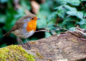 Rotkehlchen im Volksglauben 01