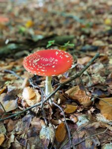 Schamanische Naturrituale Kurs 05