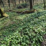 Bärlauch in der Eifel – 3 schnelle & einfache Rezepte für den Frühling