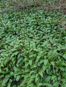 Bärlauch Rezepte leicht und schnell 06