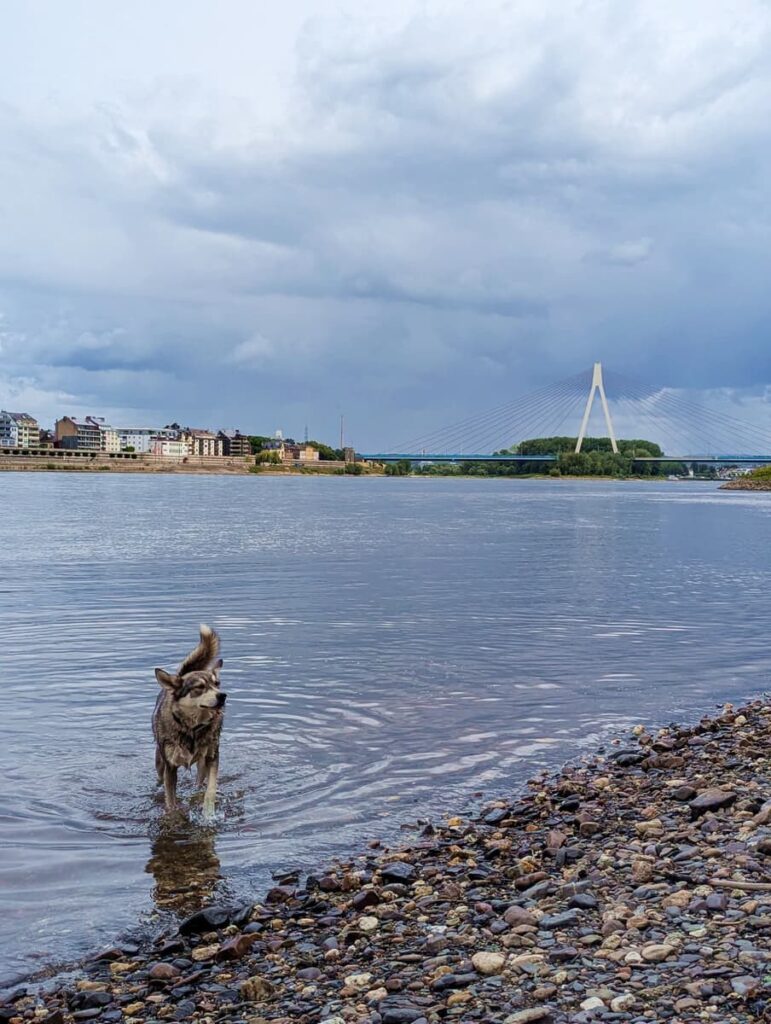 Rhein mit Hund