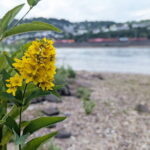 Lebensader Rhein: Gemeinsam für ein sauberes Rheinufer