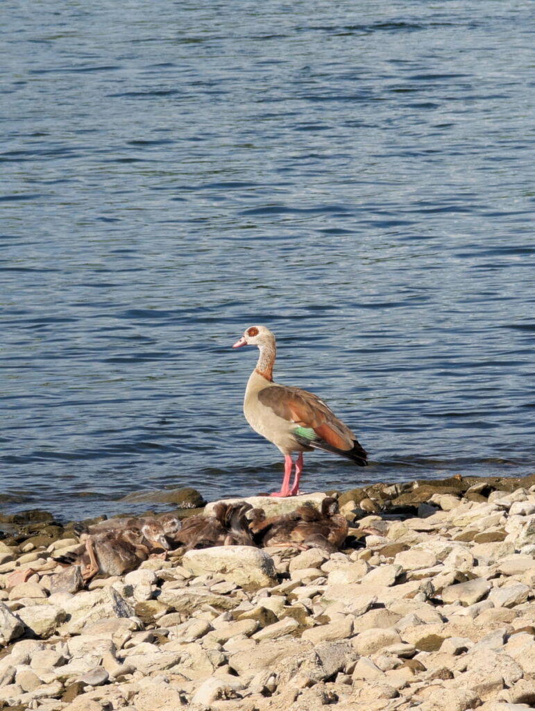 Rhein Fotos 08