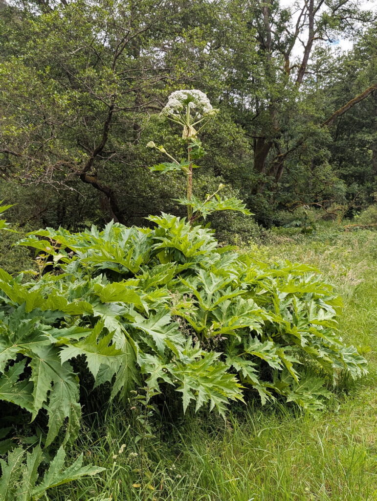 Herkulesstaude Mayen 05