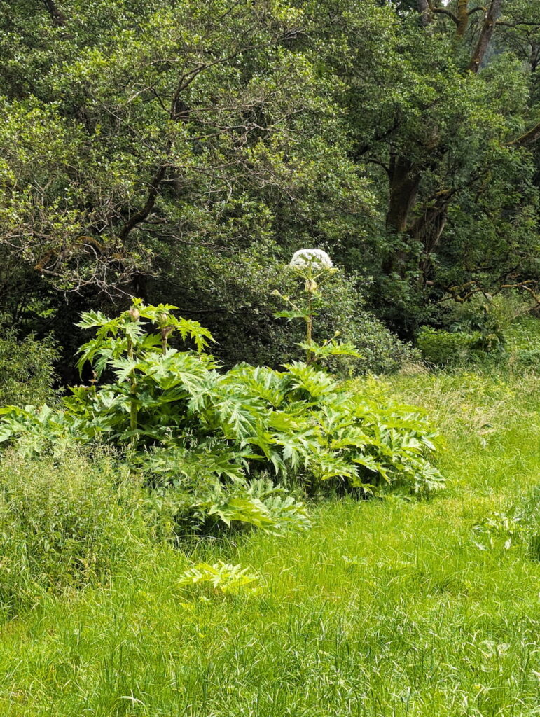 Herkulesstaude Mayen 06